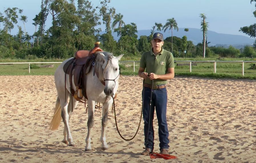 Saiba como ensinar o seu cavalo a executar transições no chão