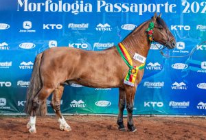 Santa Rosa seleciona novos exemplares para a Morfologia da Expointer