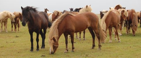 Pesquisadores desenvolvem teste para identificar depressão em cavalos