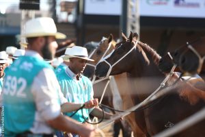 41ª Exposição Nacional do Cavalo Mangalarga Marchador terá ampla programação em 15 dias de evento