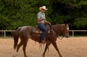 Como treinar o cavalo para outra pessoa