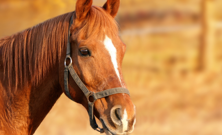 Costa Rica abre mercado para equinos vivos do Brasil