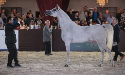 Exposição Nacional do Cavalo Árabe movimentará R$ 10 milhões na região de Campinas