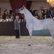 Exposição Nacional do Cavalo Árabe movimentará R$ 10 milhões na região de Campinas