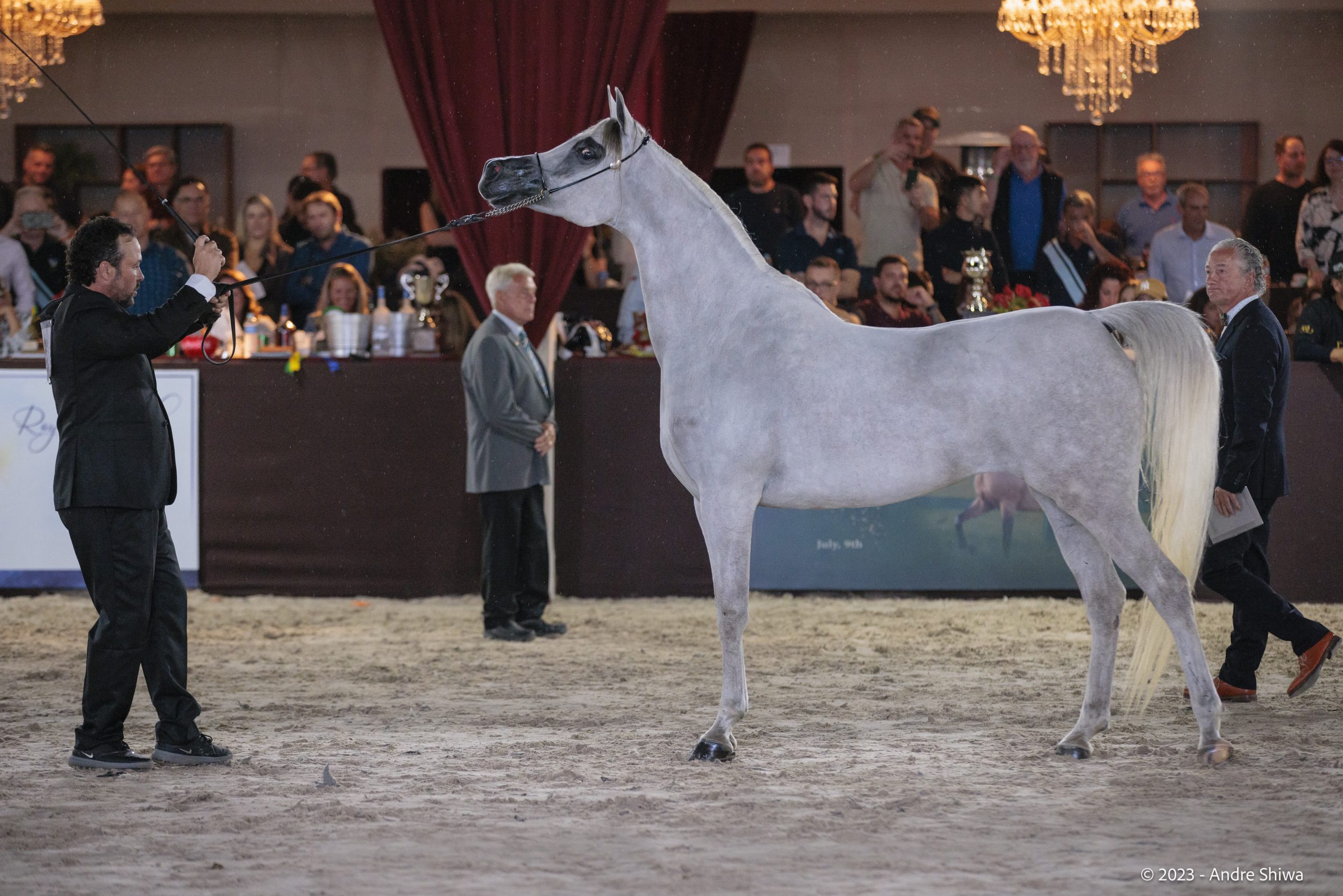 Exposição Nacional do Cavalo Árabe movimenta R$ 10 milhões na região de Campinas