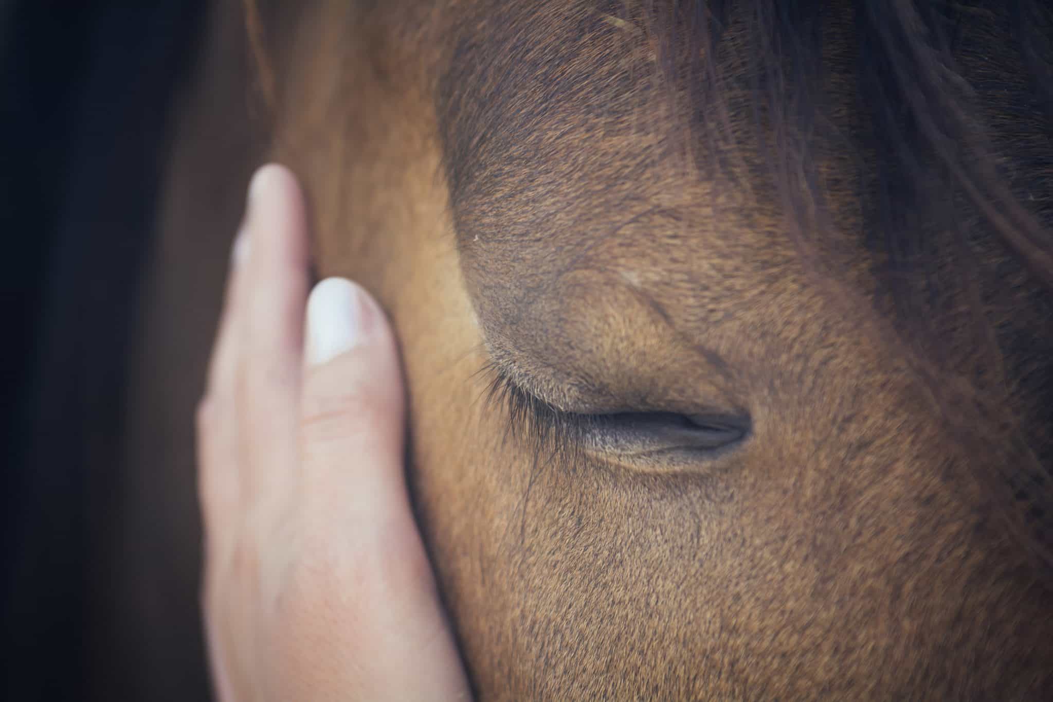 Genomas antigos revelam quando os cavalos começaram a ser domesticados