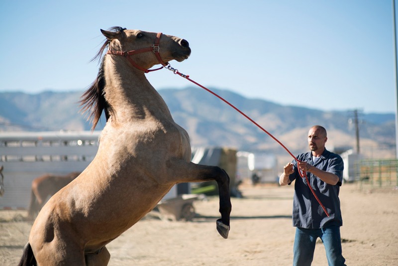 Os 10 melhores filmes de cavalos na Netflix