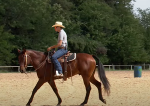 Saiba o que fazer quando o cavalo é frio de perna