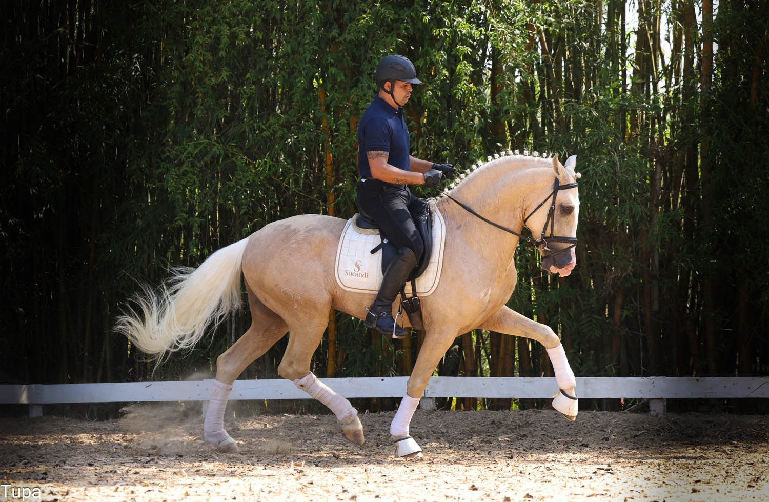 4º Leilão Genética de Campeões comprova bom momento do cavalo Lusitano