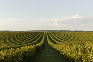 Fenômenos climáticos afetam apicultura e refletem no desempenho agrícola