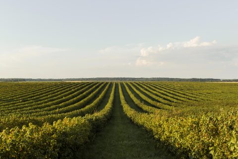 Fenômenos climáticos afetam apicultura e refletem no desempenho agrícola