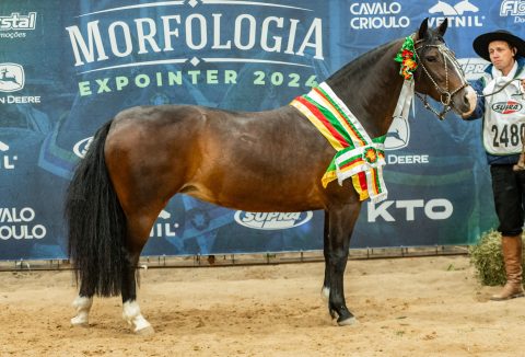 Pacita Cala Bassa é a Melhor Exemplar da Raça da Morfologia Expointer 2024