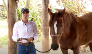 Saiba por que não se deve cortar os pelos das orelhas do cavalo