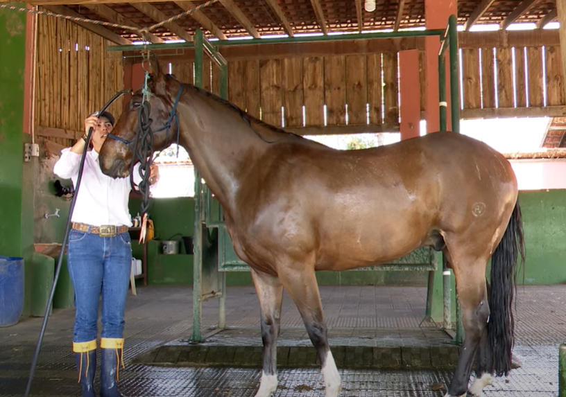 Saiba tudo sobre dar banho em cavalos com cuidados especiais com a crina e rabo