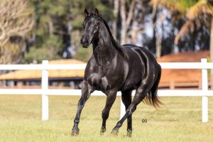 Transparência e credibilidade marcam o 5º Leilão Virtual Rancho Promissão Laço & Rédeas