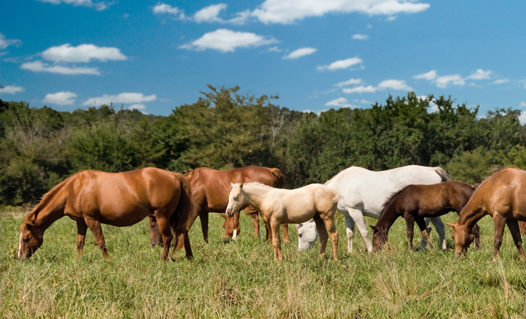 União Europeia abre seu mercado para equinos vivos do Brasil