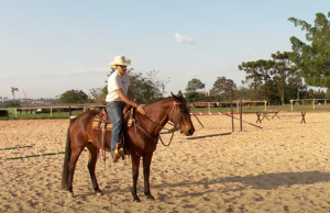 Você sabe o que fazer quando monta um cavalo pela primeira vez?