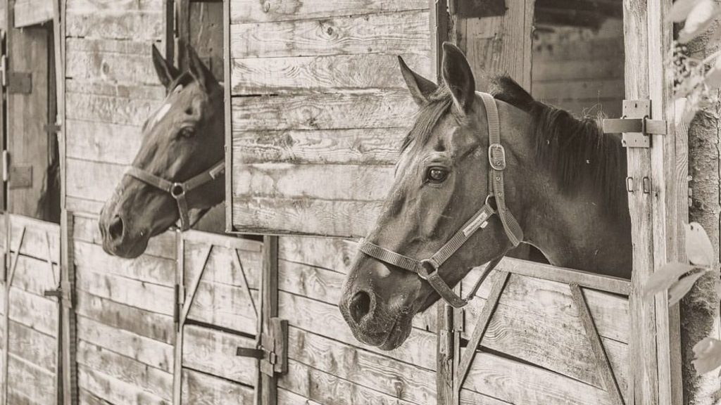 10 fatos curiosos sobre cavalos da história