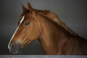 ABRAVEQ promove live sobre herpesvírus Equino no Brasil