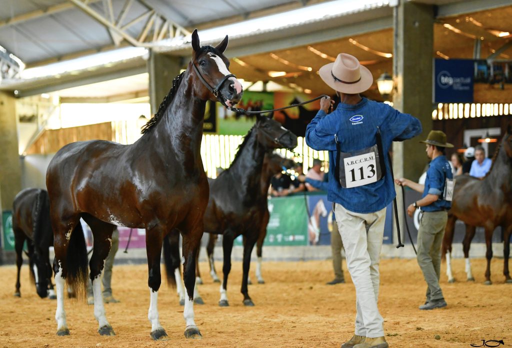 Após 16 anos, Exposição Nacional do Cavalo Mangalarga retorna ao Parque da Água Branca em SP