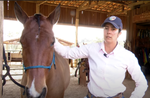 Aprenda sobre os cuidados com o rabo e a crina do cavalo