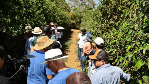 BDMG oferece curso gratuito e crédito para quiser investir em agricultura regenerativa