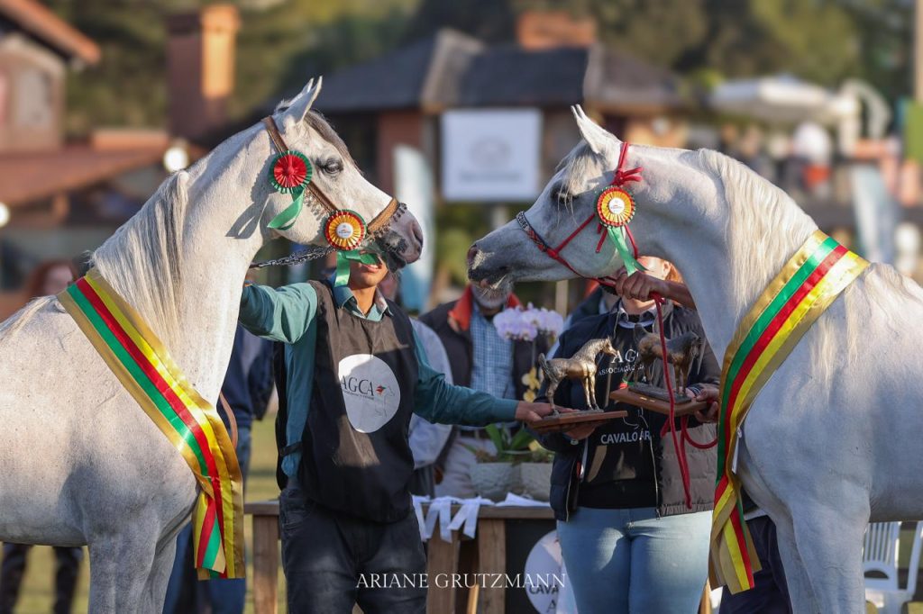 Cavalo Árabe destaca-se na Expointer 2024 com recorde de público e negócios