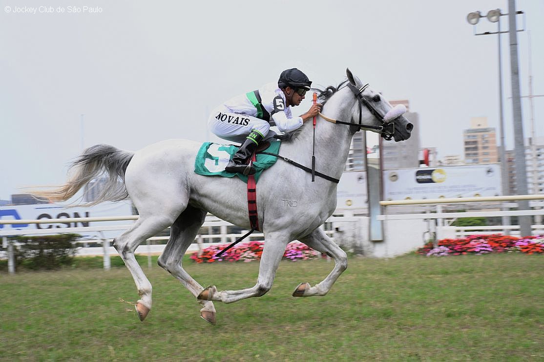 Cromo D'Jok Trio conquista primeira vitória no Jockey Club de São Paulo