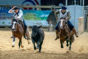 Freio do Proprietário movimenta semana na Arena do Cavalo Crioulo em Esteio