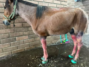 Pesquisadores usam medicina nuclear para tratar feridas de cavalos vítimas da enchente do RS