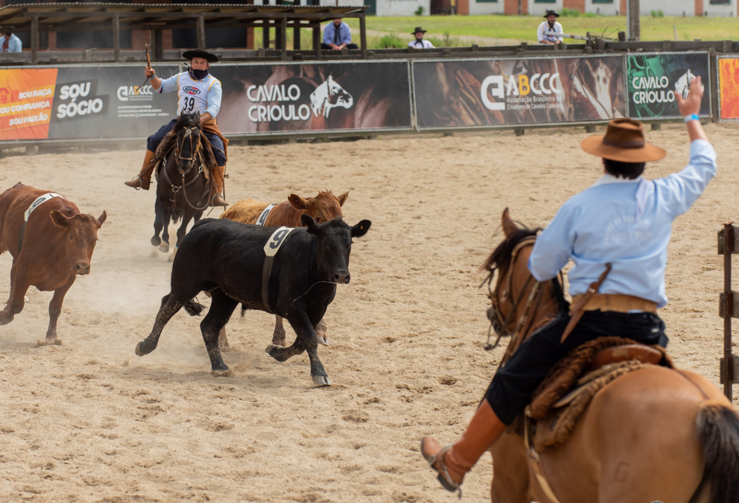 Pista do Cavalo Crioulo recebe trios para final da Campereada Team Penning