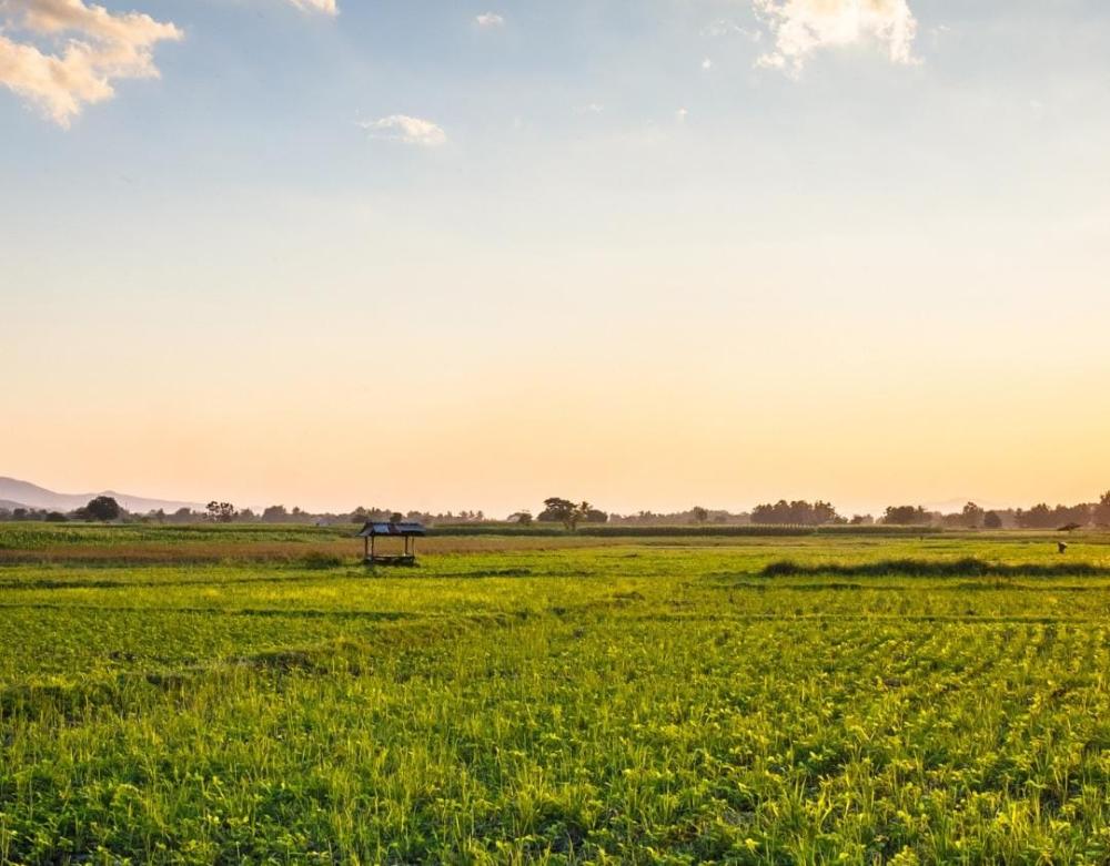 Sustentabilidade para a agropecuária brasileira será tema de debate em seminário do Instituto de Economia Agrícola