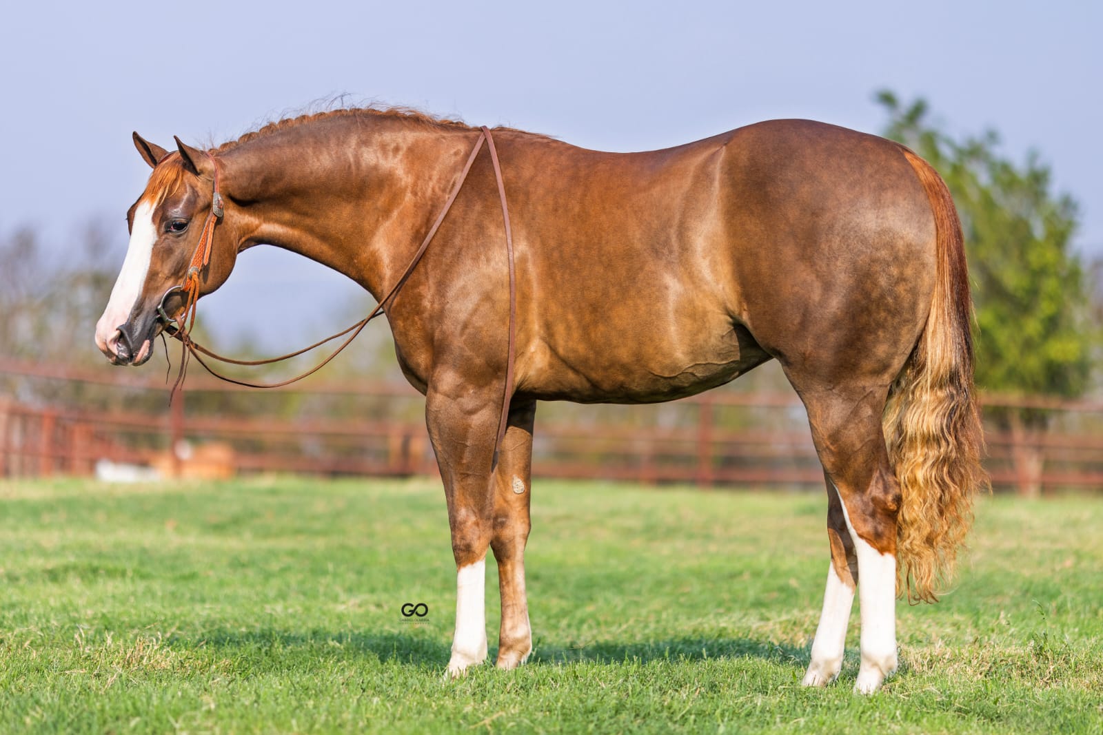 27º Leilão VPJ Genética terá oferta de Angus, Brangus, Ultrablack e Quarto de Milha em Jaguariúna