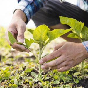 5 passos para tornar o agronegócio brasileiro mais sustentável e eficiente