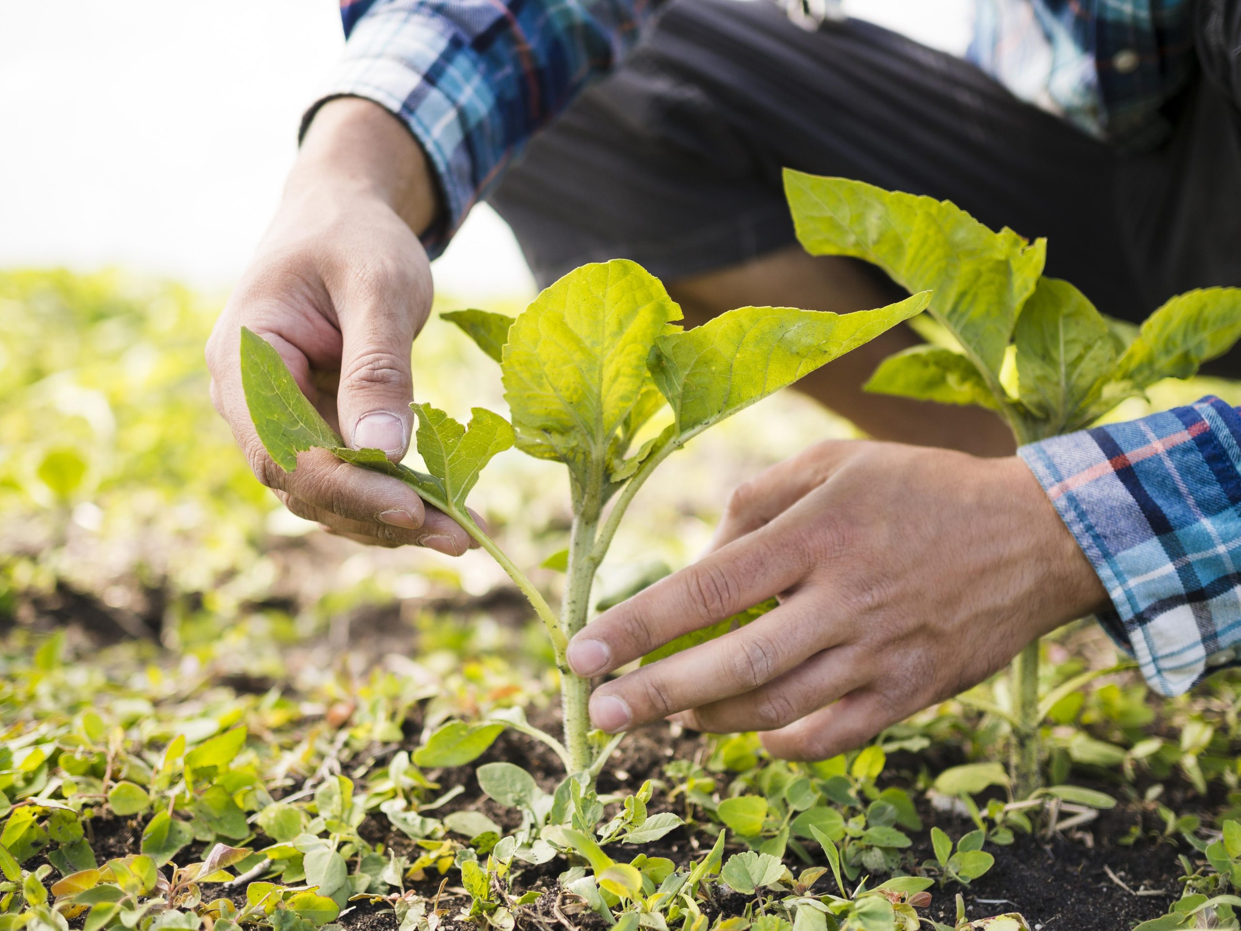 5 passos para tornar o agronegócio brasileiro mais sustentável e eficiente