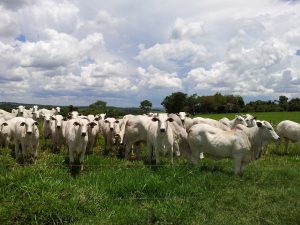 Campanha de atualização de rebanhos do segundo semestre tem início nesta segunda-feira