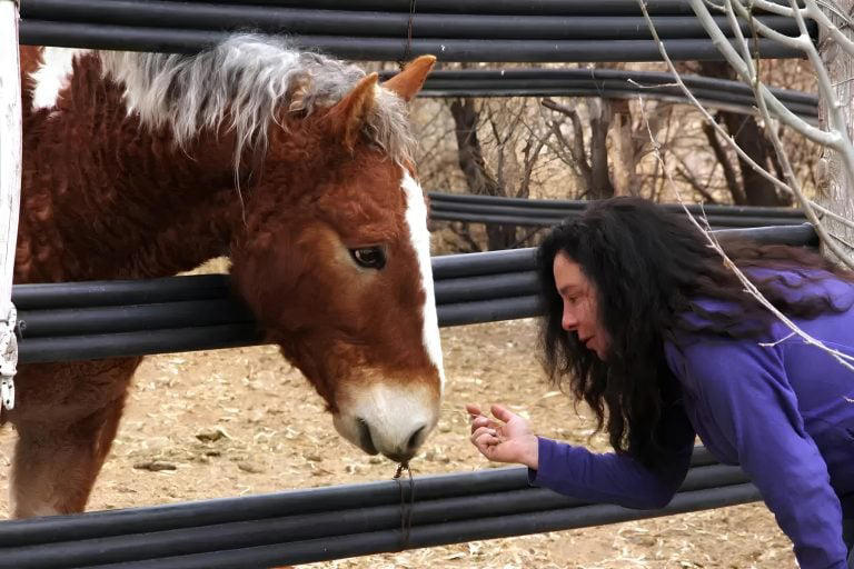 Cavalos com cachos conheça a raça de pelos encaracolados da Patagônia