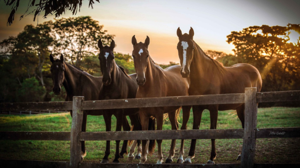 Comissão aprova incentivos para a internacionalização de cavalos Mangalarga Marchador