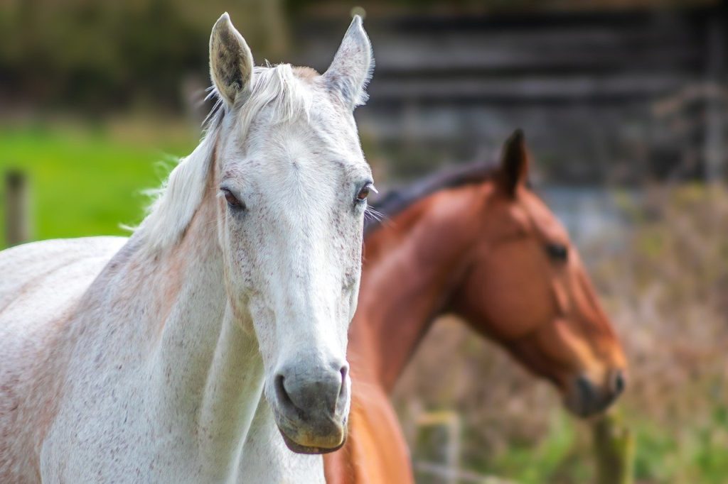 Gastrite também é um problema para os equinos