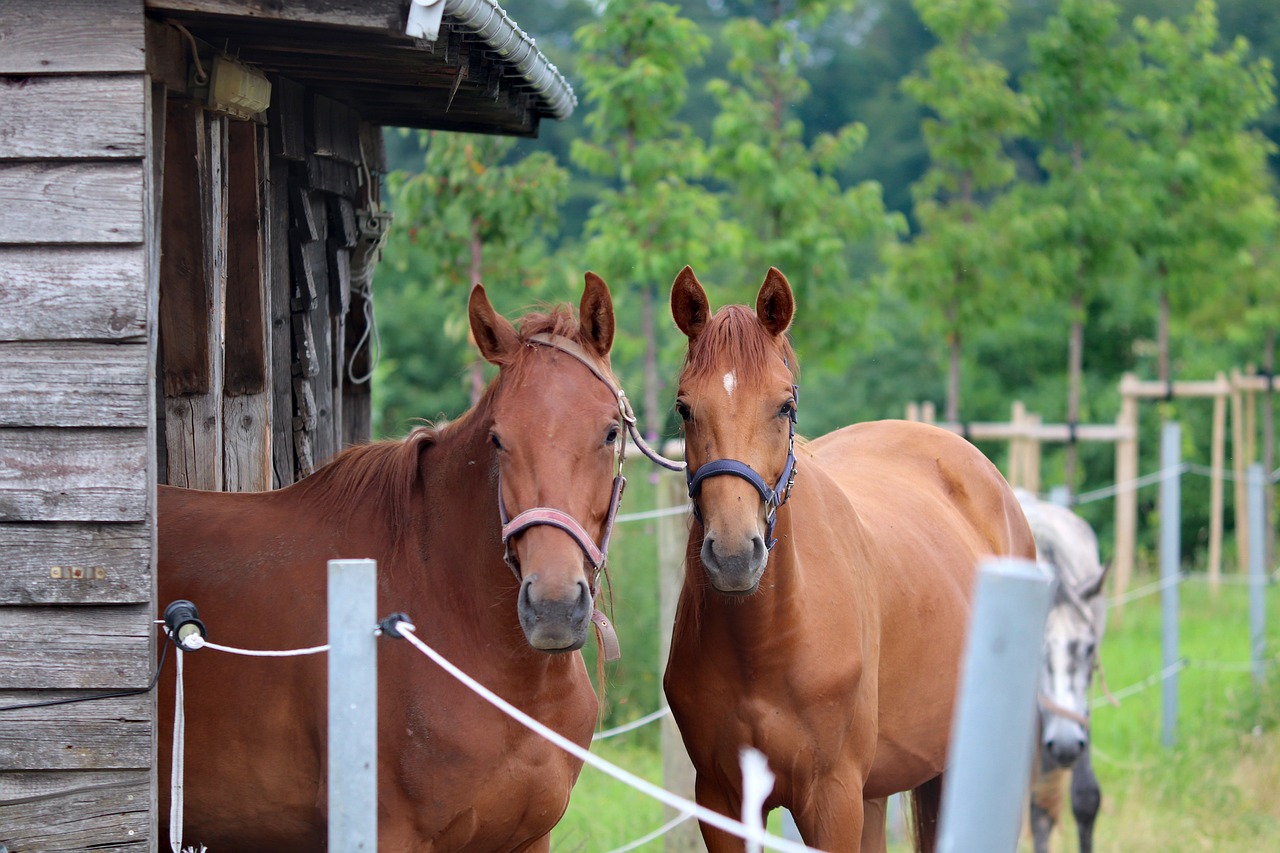 III Encontro do Agronegócio Equino acontece nesta sexta (18) na EsalqUSP