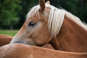 Leptospirose equina não pode ser negligenciada, pois pode levar à morte dos animais infectados