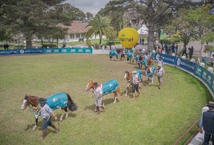 Passaporte do Cavalo Crioulo em Pelotas movimenta Expofeira no fim de semana