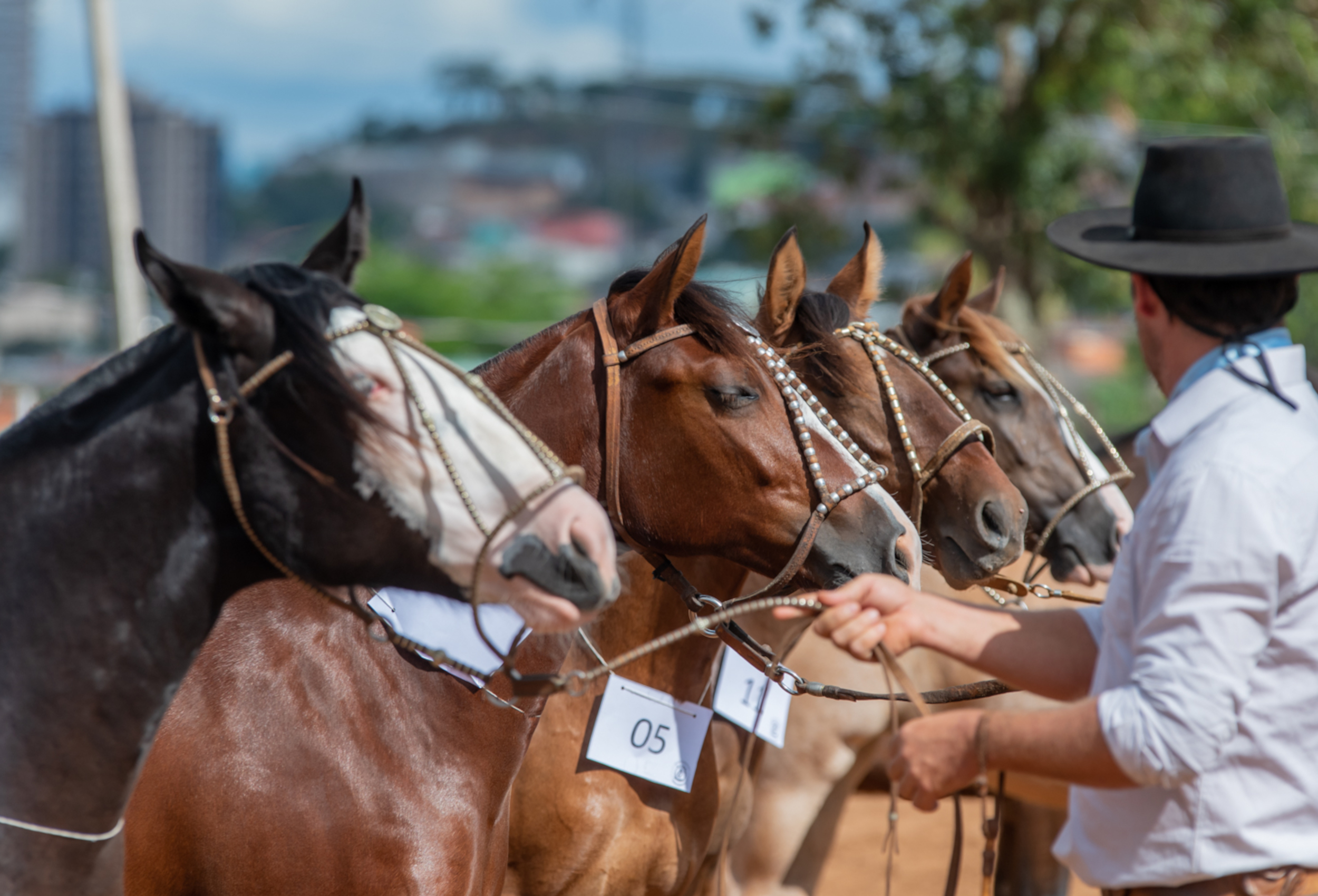 Santa Maria seleciona animais para o ciclo 2025 da Morfologia do Cavalo Crioulo