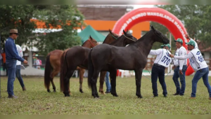 Semana do Cavalo terá programação gratuita em Belém