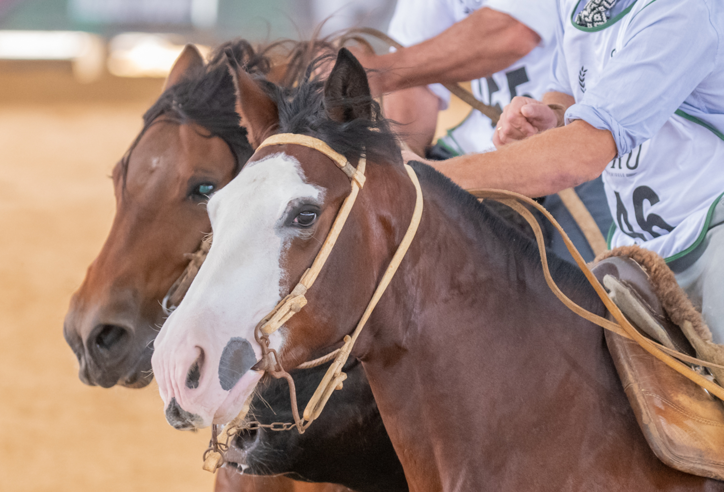 Semana do Cavalo vai movimentar arena coberta do Cavalo Crioulo em Esteio