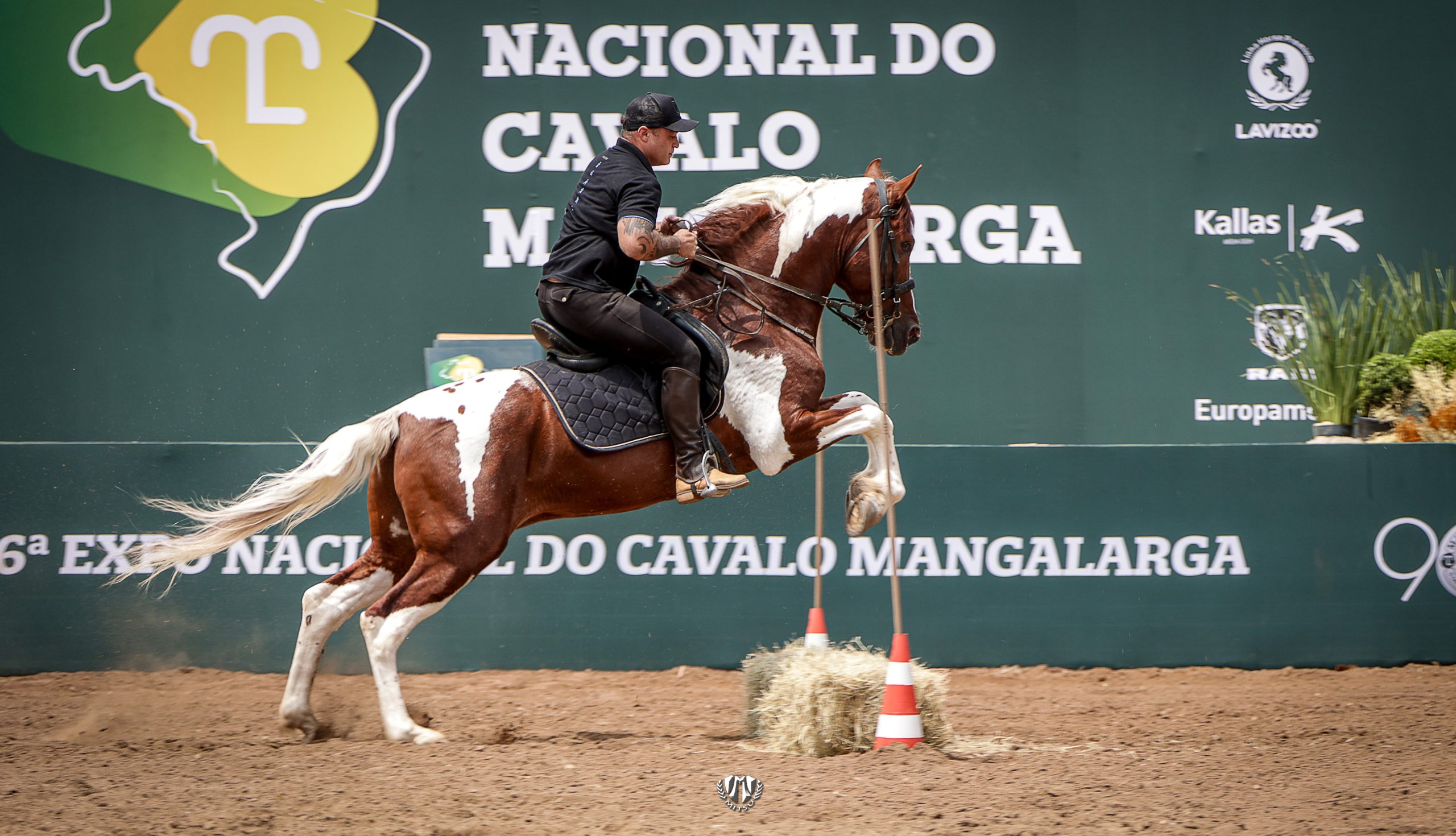 ‘Exposição Nacional do Mangalarga’ é atração da capital paulista neste fim de semana