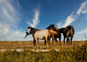 Consolidada a abertura da fronteira Brasil e Europa para exportação de cavalos