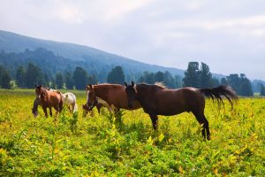 Controle de parasitas em equinos é essencial para evitar prejuízos à Equideocultura