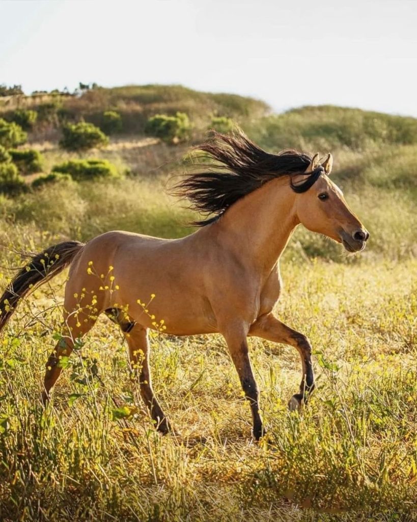 Garanhão Mustang que inspirou o filme ‘Spirit’ completa 29 anos