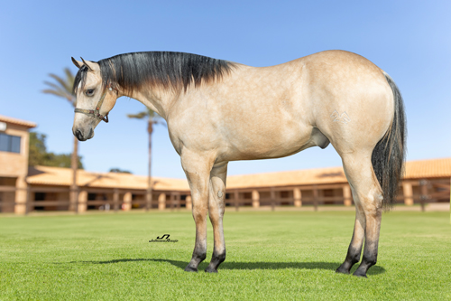 Leilão Império Golden Buckle oferece oportunidade exclusiva para adquirir potros de genética campeã